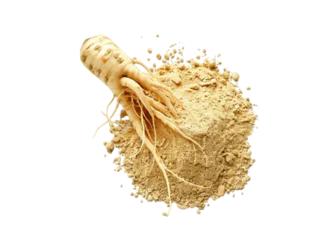Panax Ginseng